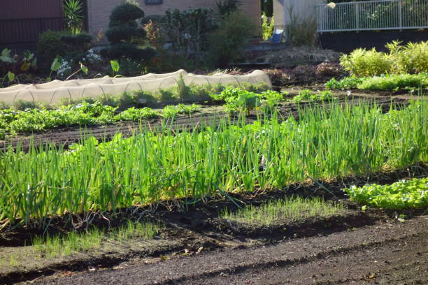istock Leek field shining in the morning sun 1180693387