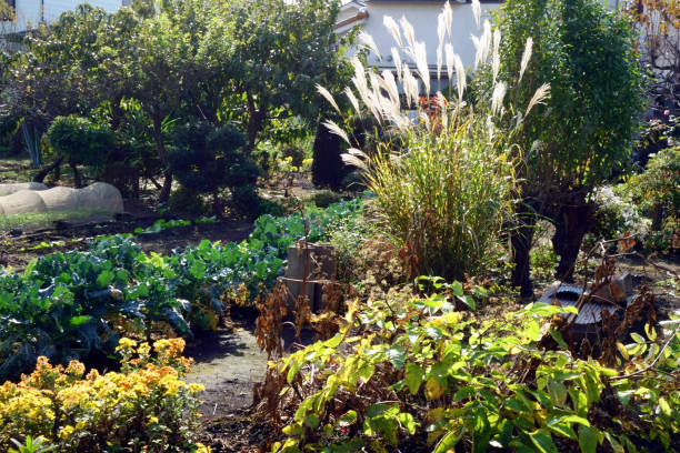 A garden with dazzling Japanese pampas grass under the autumn sky