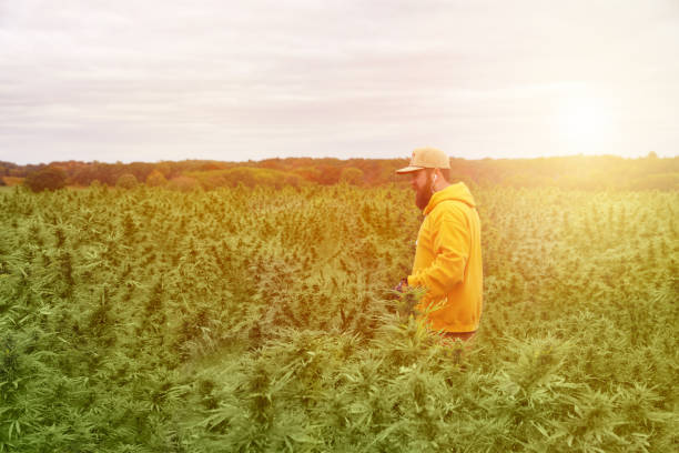 jeune fermier d'homme récoltant la récolte de cannabis - one man only human age mustache beard photos et images de collection