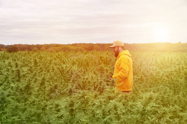 istock Young man farmer harvesting cannabis crop 1180694437