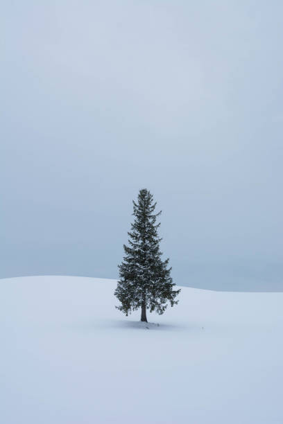 istock Pine tree in snowy field Biei 1180694479