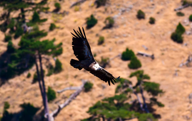 istock Flying Vulture. Bird: Griffon Vulture. Nature background. Bird: Griffon Vulture. Gyps fulvus. 1180694482