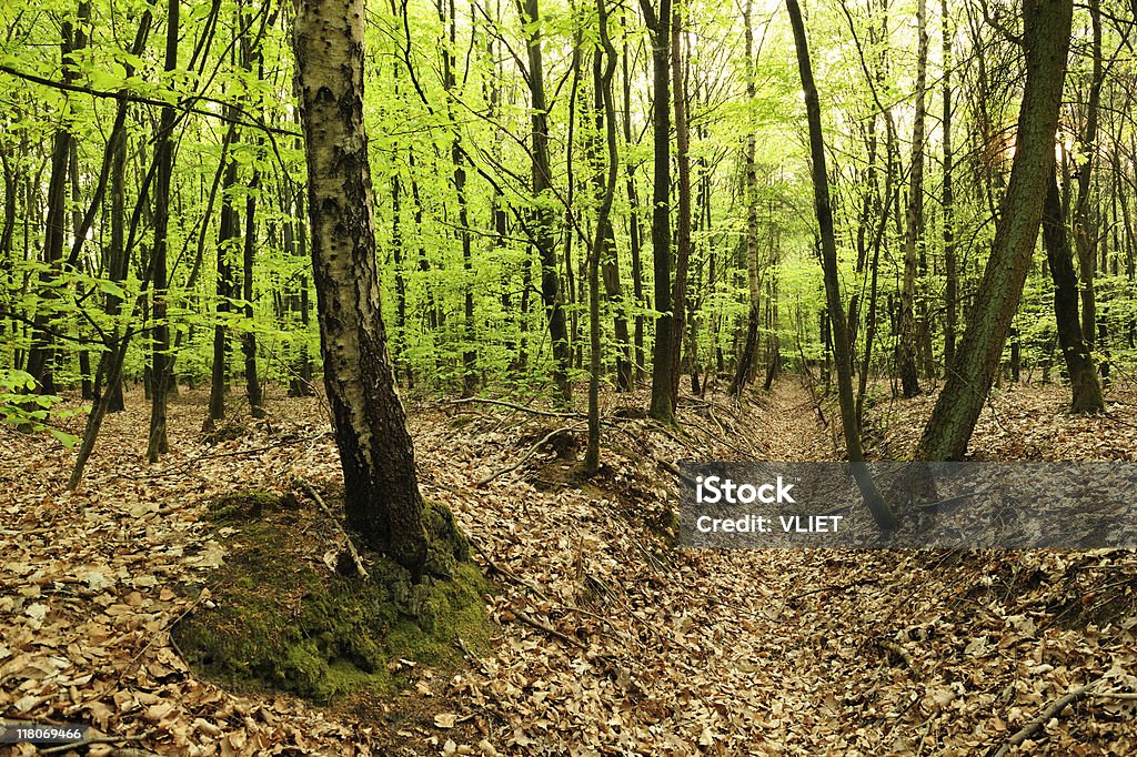 Spring forest - Foto de stock de Arborizado royalty-free