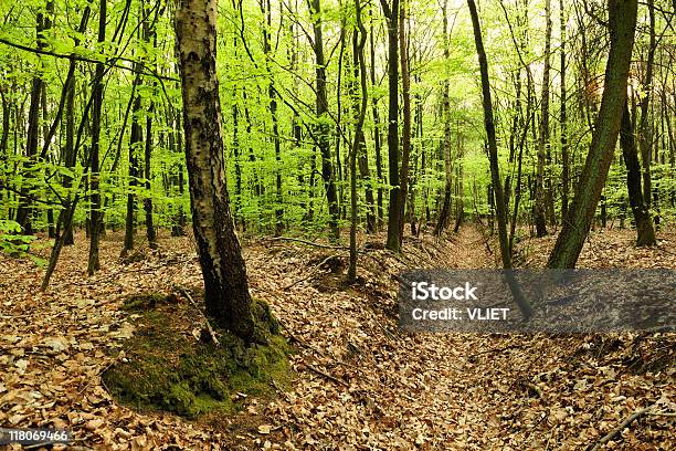 Floresta De Primavera - Fotografias de stock e mais imagens de Ao Ar Livre - Ao Ar Livre, Cena Não Urbana, Cor Viva