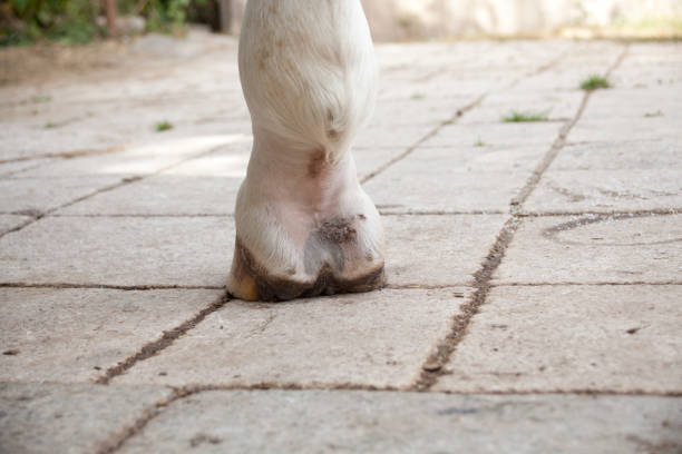 Mud fever, pastern dermatitis in lower limbs of horses leg stock photo