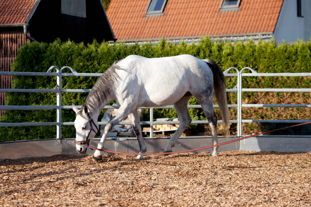 Horse with cavesson training with longe in round pen. Horses grondwork training in Horsemenship stock photo