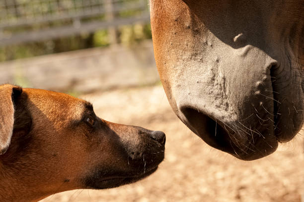 dog meet horse, Horse nose close to dogs nose sniffing each other stock photo