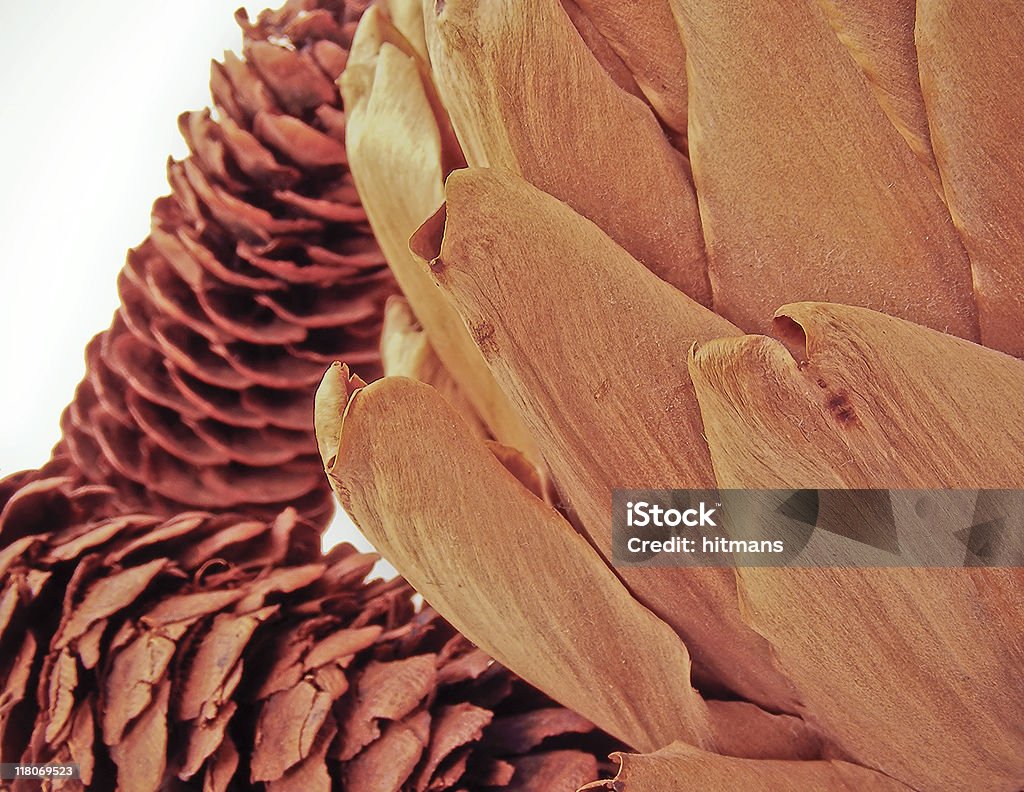 close-up di cono secca e carciofi - Foto stock royalty-free di Albero