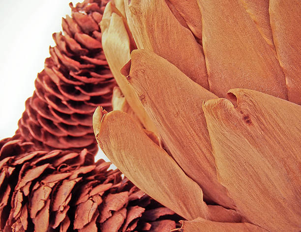 istock close-up of dried cone and artichoke 118069523