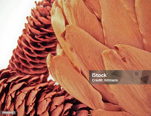 Closeup De Seca E De Alcachofra Cone - Fotografias de stock e mais imagens de Alcachofra - Alcachofra, Castanho, Conífera