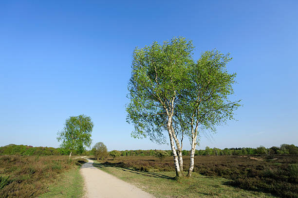 istock Heather landscape in the Netherlands with birch trees during spring 118069546