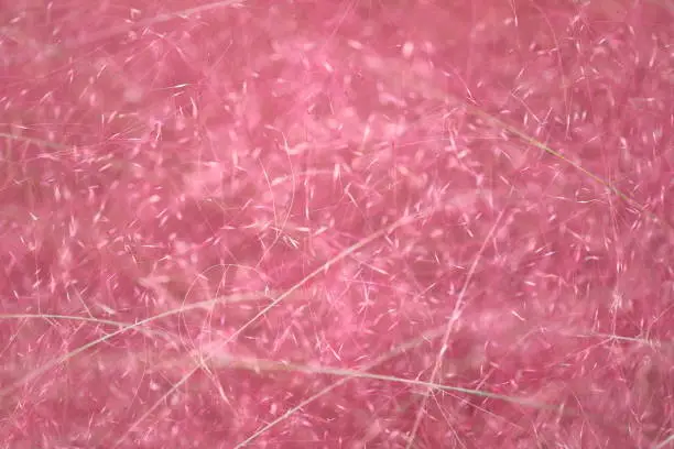 CloseUp Pictures of Pink Muhly grass