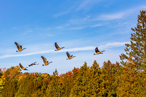 Canada geese taking off of a pond in autumn. Blue sky and colorful trees