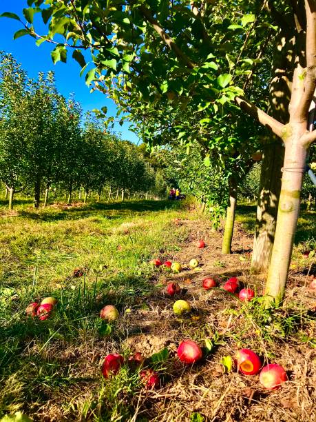 istock Red and green ball and apples under a tree in an apple orchard during fall harvest 1180699883