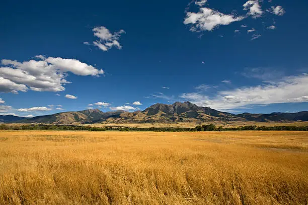 Photo of Summer Landscape with a golden grass field