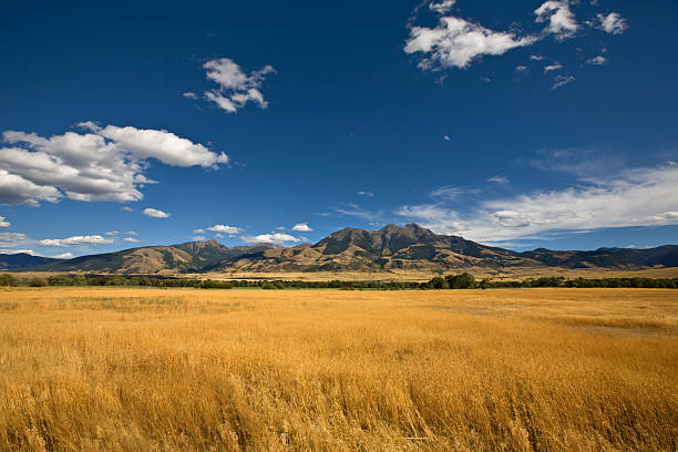 summer landscape with a golden grass field - montana stok fotoğraflar ve resimler