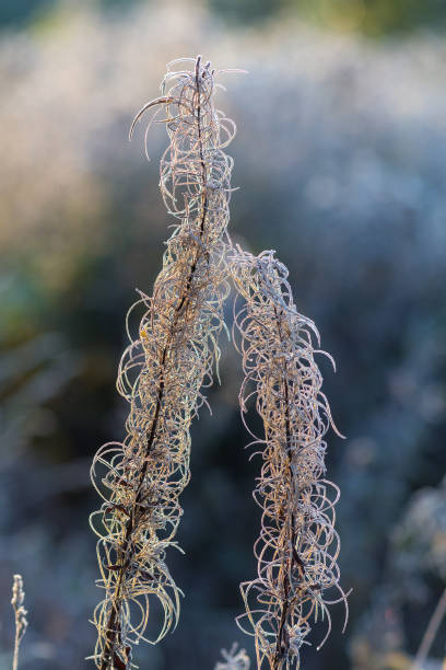 istock plant in hoarfrost after freezing 1180701007