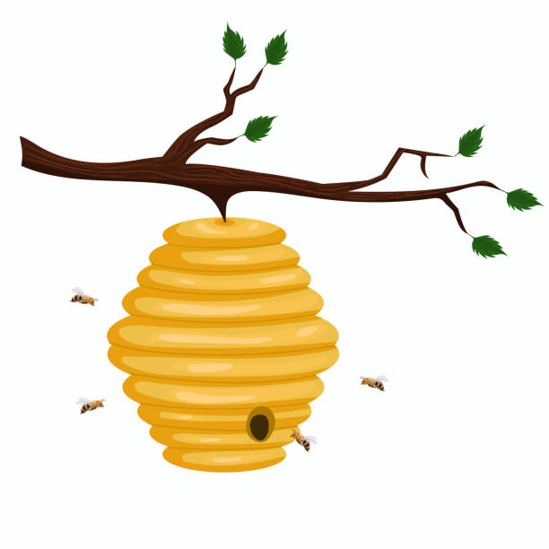 ilustrações de stock, clip art, desenhos animados e ícones de beehive of wild bees hanging on a branch. vector graphics isolated on white background. - colmeia ilustrações