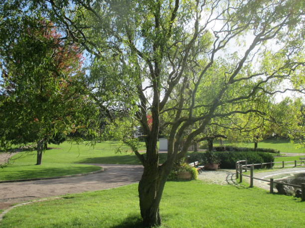 Tortuous tree in a public park  Bent trunk