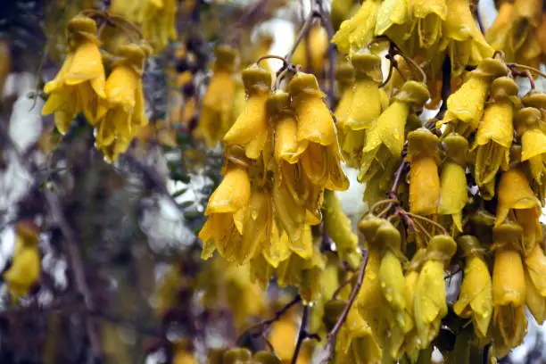 New Zealand native Kōwhai Flowers After the Rain. Best known for their brilliant yellow flowers that appear in profusion in Spring, Kōwhai are small woody legume trees within the genus Sophora that are native to New Zealand. This image his a Vintage-Style Kowhai in soft focus.