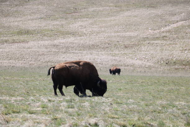istock Bison at Antelope Island State Park, Utah 1180705839
