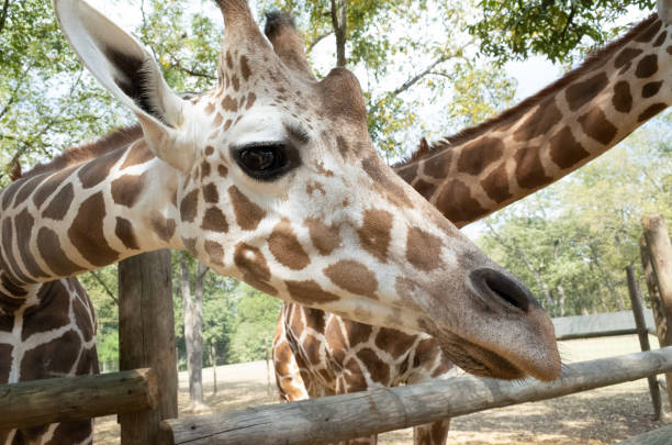 istock Giraffe Portrait at Park 1180705994