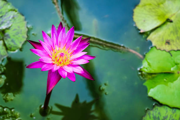 istock Lotus flower inside pot close up pink color 1180706599
