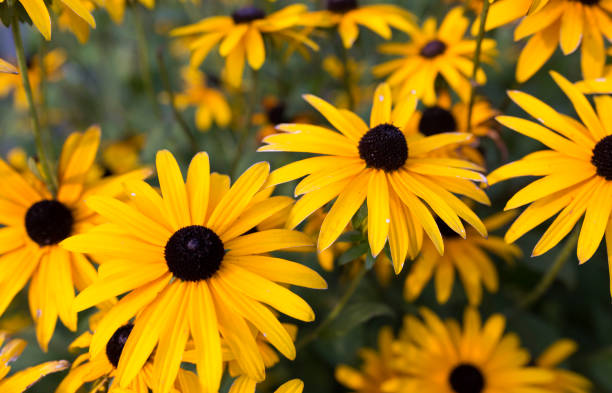 rudbeckia znana jako black-eyed susan - daisy susan eyed black zdjęcia i obrazy z banku zdjęć