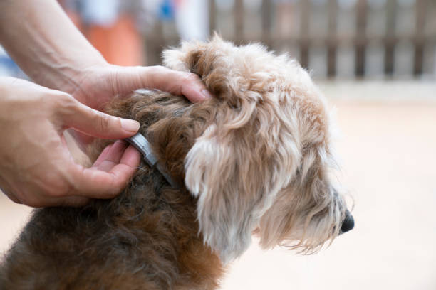 istock woman wearing a collar for dog, kill and repel tick and flea 1180709028