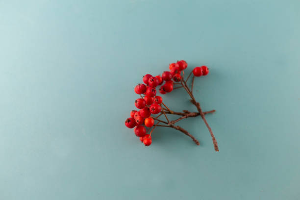isolierte rowan beere auf blauem hintergrund. - berry fruit fruit ash autumn stock-fotos und bilder