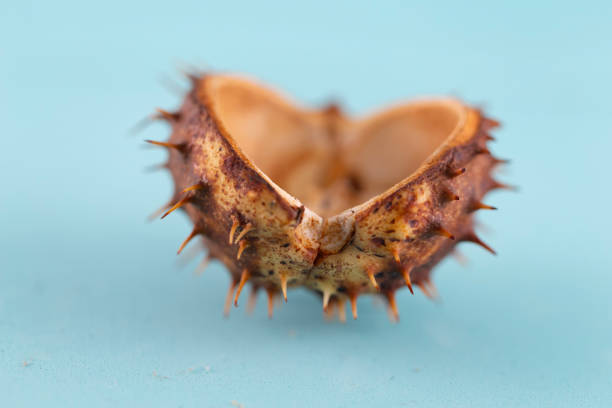 Empty skin chestnut on a marine blue background. Autumn concept.