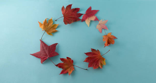 istock Autumn composition. Autumn meaple leaves making circle on blue background. Flat lay, top view, copy space. 1180709865
