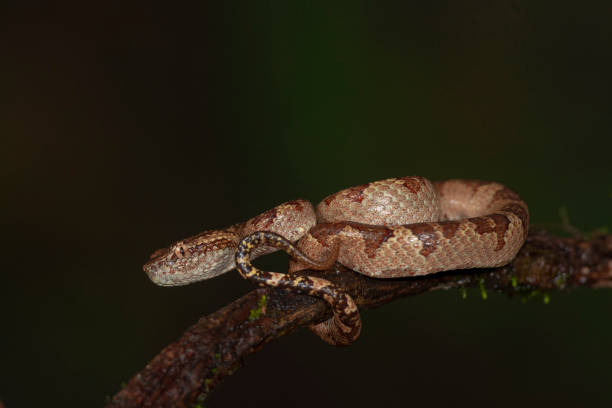 istock Malabar Pit Viper seen at Night in Amboli,Maharashtra,India 1180712275
