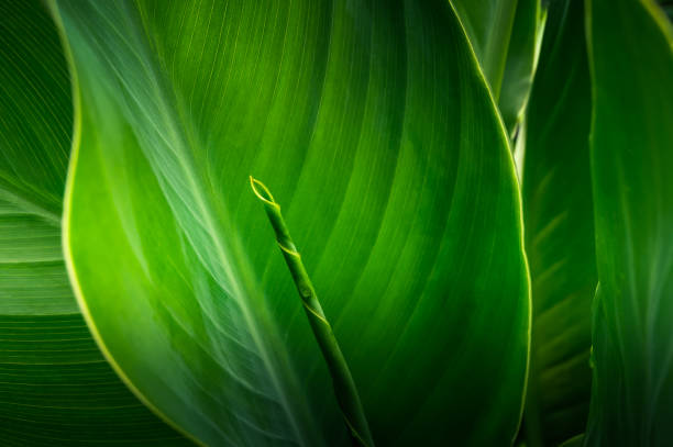 istock large foliage of tropical leaf 1180713259
