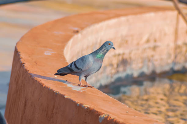 istock Oregon wall on pigeon birds look water 1180714167