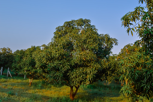 Indian mango tree,Mango farm near Mareeba on the Atherton Tableland in Tropical North  Indian