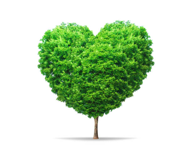 istock Green leaf tree in heart shape with nature isolated on pure white background. Environment tree for decoration creative concept. 1180716086