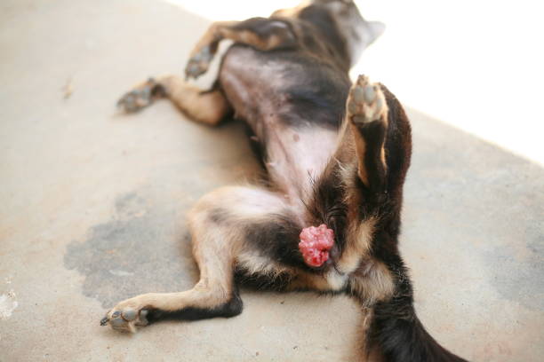 istock poor homeless dog has vaginal disease 1180716343