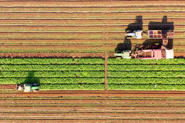 istock Sugar Beet root Harvesting process, Early morning aerial image . 1180716523