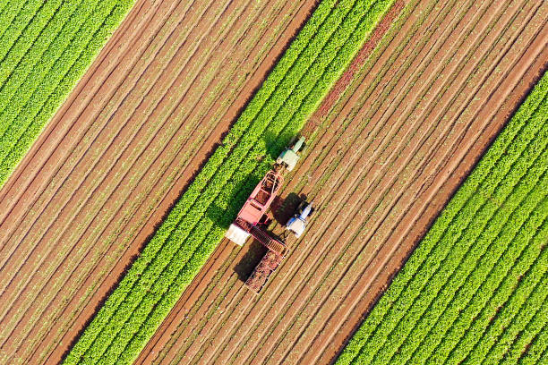processus de récolte de racine de betterave à sucre, image aérienne tôt le matin. - beet sugar tractor field photos et images de collection