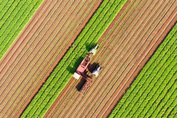 istock Sugar Beet root Harvesting process, Early morning aerial image . 1180716561