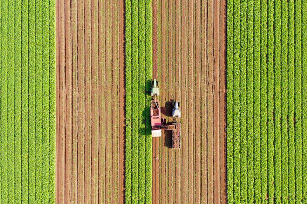 processus de récolte de racine de betterave à sucre, image aérienne tôt le matin. - beet sugar tractor field photos et images de collection