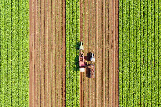 istock Sugar Beet root Harvesting process, Early morning aerial image . 1180717235