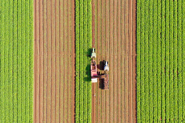 Sugar Beet root Harvesting process, Early morning aerial image . stock photo
