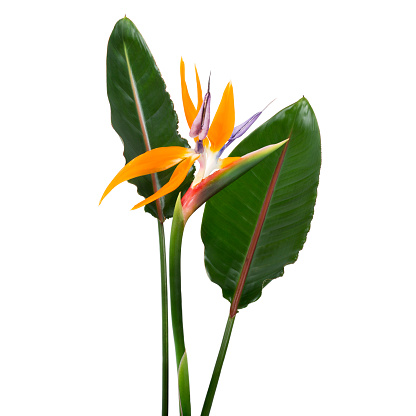Strelitzia reginae flower with leaves, Bird of paradise flower, Tropical flower isolated on white background, with clipping path