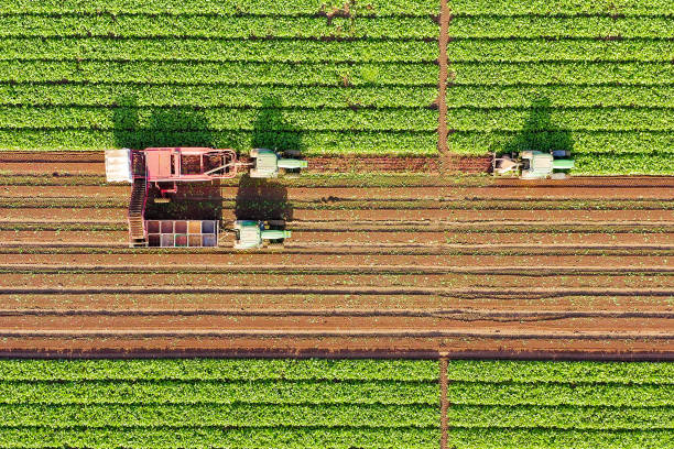 シュガービートルート収穫プロセス、早朝の航空画像. - beet sugar tractor field ストックフォトと画像