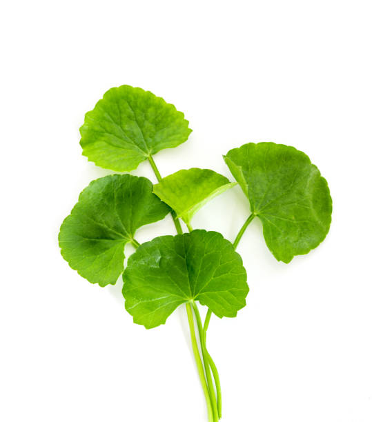 4,100+ 項積雪草屬照片檔、圖片和免版稅影像- iStock