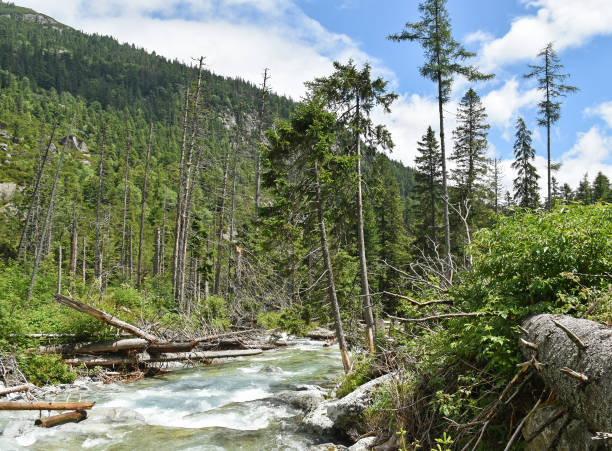 istock River in the woods, Tatra mountain in Poland 1180718863