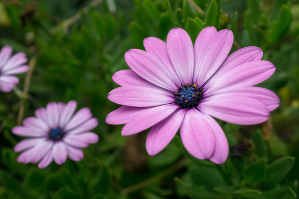 Purple multi-petaled flower with green background
