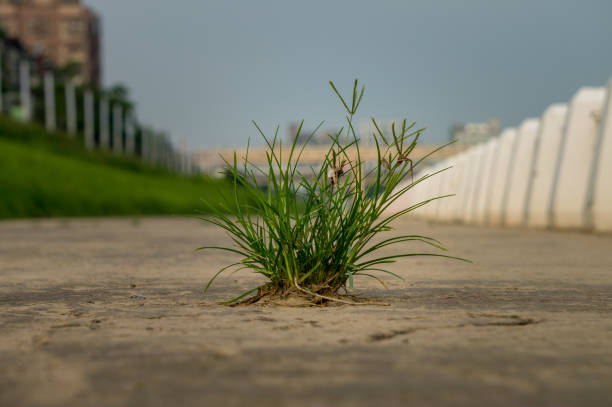 istock Clump of grass on brown surface 1180719685